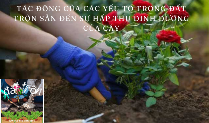 Tác động của các yếu tố trong đất trộn sẵn đến sự hấp thụ dinh dưỡng của cây