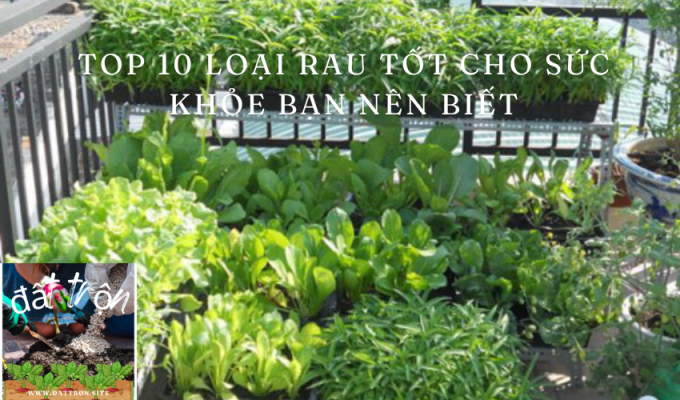 Top 10 loại rau tốt cho sức khỏe bạn nên biết