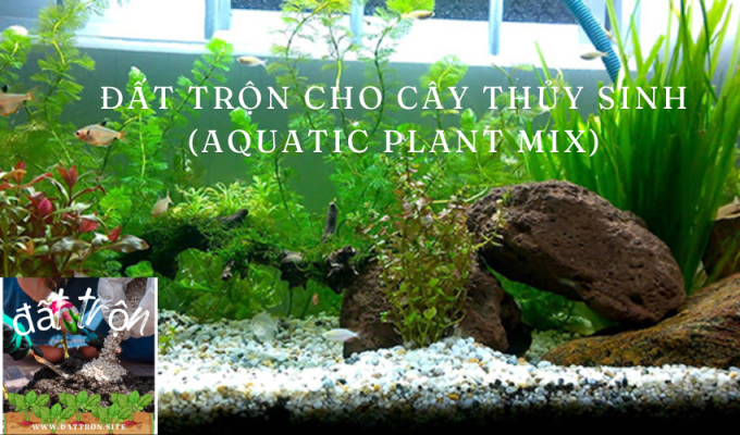 Đất trộn cho cây thủy sinh (Aquatic Plant Mix): Bí quyết chăm sóc cây thủy sinh hoàn hảo