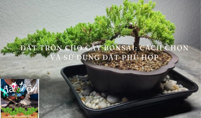 Đất trộn cho cây bonsai: Cách chọn và sử dụng đất phù hợp