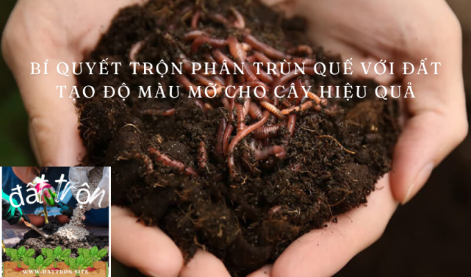 Bí quyết trộn phân trùn quế với đất tạo độ màu mỡ cho cây hiệu quả