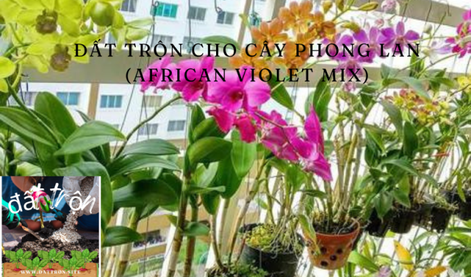 Đất trộn cho cây phong lan (African Violet Mix): Cách chọn mua và sử dụng hiệu quả