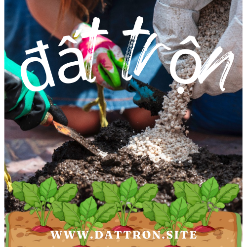 dattron.site